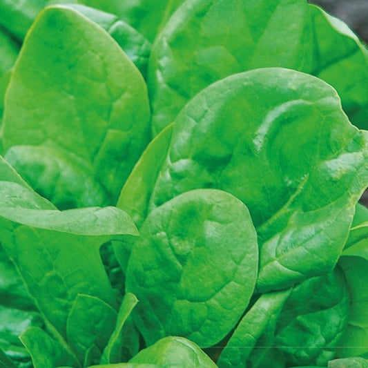 Spinazie Columbia F - Bakker