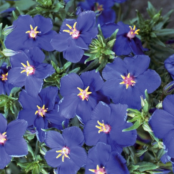 Anagallis monelli - Blue Noon - Anagallis monelli ssp linifolia - Bakker