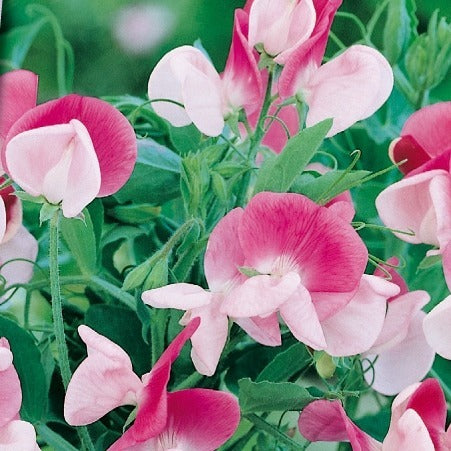 Verkoop Lathyrus Reukerwt Painted lady - Lathyrus odoratus grandiflorus painted lady 1937