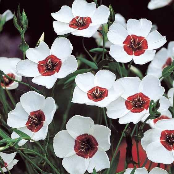 Rood vlas 'Bright Eyes' - Linum grandiflorum bright eyes - Bakker