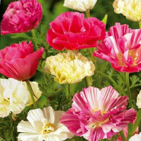 Eschscholzia californica - Slaapmutsje Mix 'Bridal Bouquet' - Terras en balkon