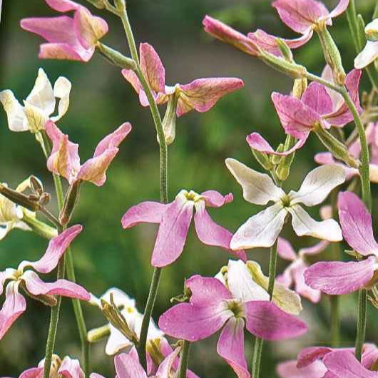 Matthiola longipetala bicornis - Violier Mix 'Scensation' - Terras en balkon