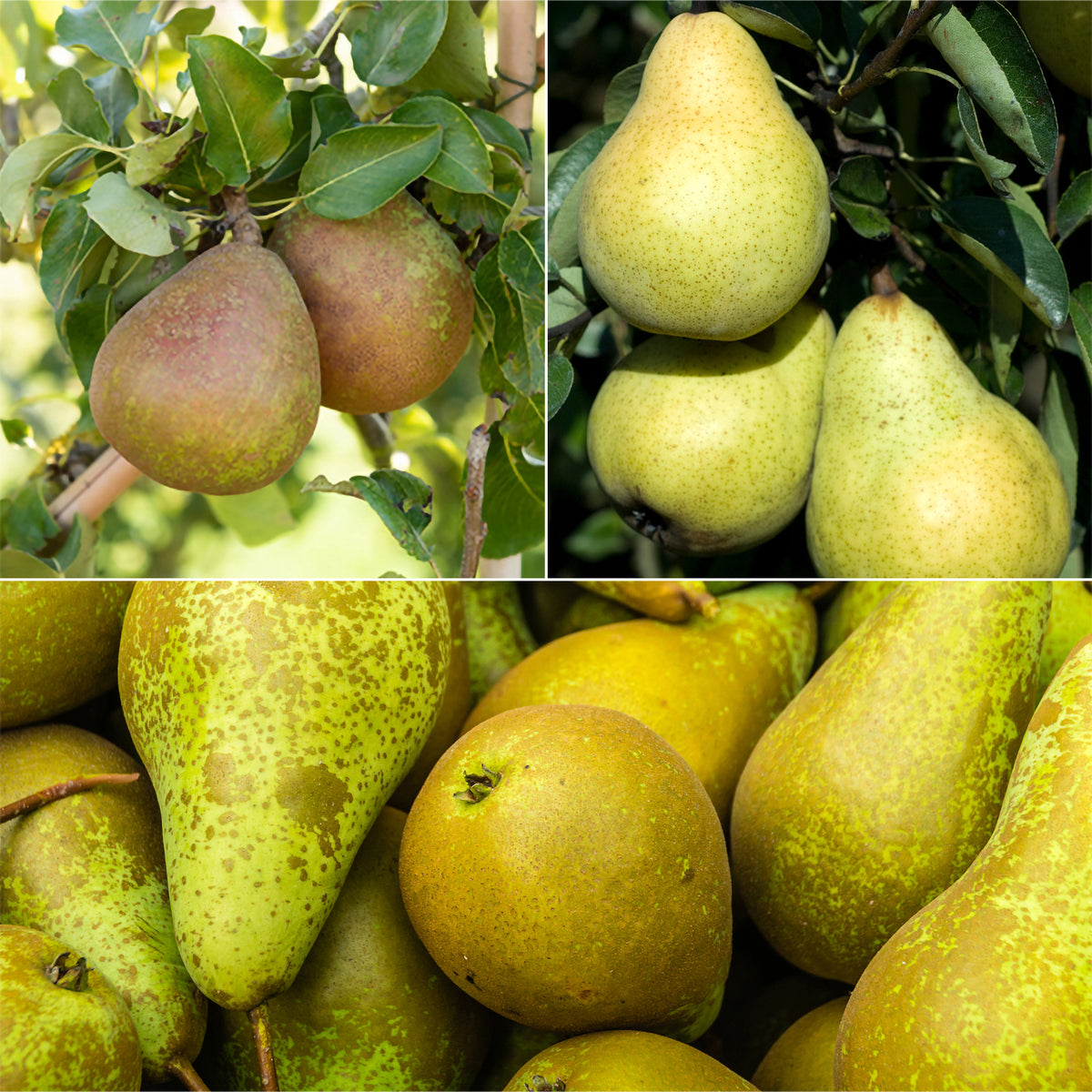 Perenboom Mix 'Conférence'+ 'William's' + 'Doyenné du Comice' - Bakker