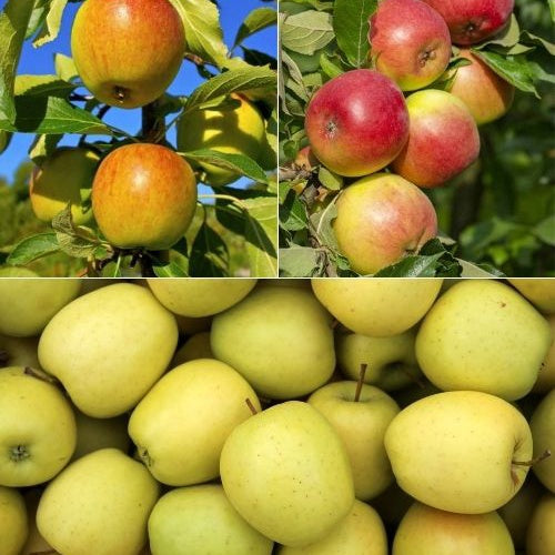 Appelboom Mix - 'Reine de reinettes', 'Gala', 'Golden Delicious' - Bakker