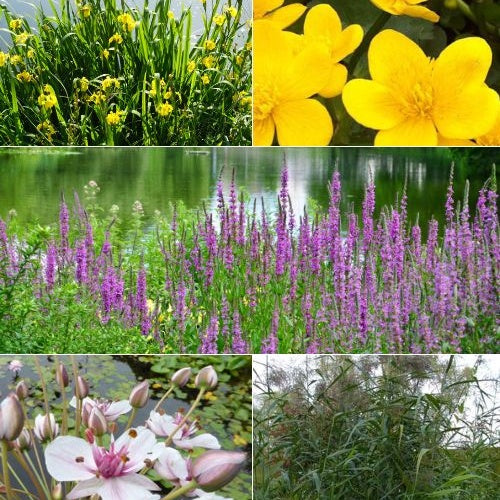Vaste planten Mix Zwanebloem + Dotterbloem + Iris + Kattenstaart + Riet (x5) - Bakker