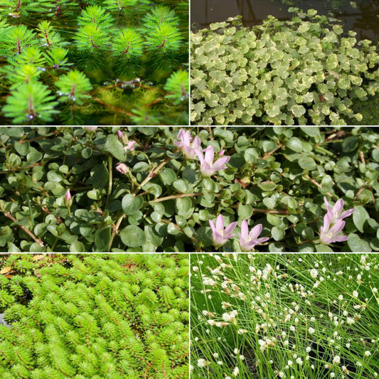 Zuurstofvormende vijverplantenmix (x5) - Bakker