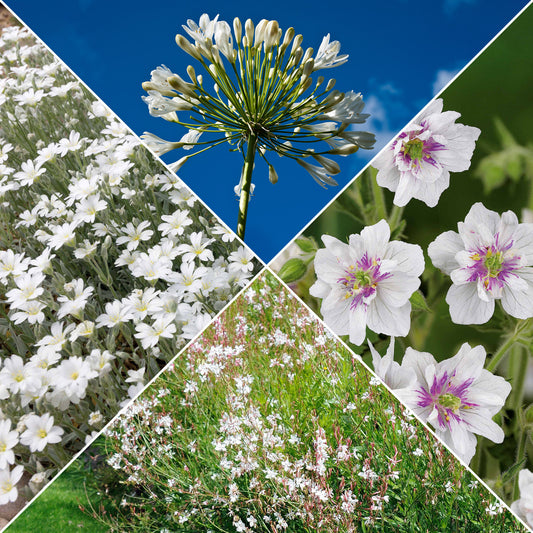 Collectie witbloeiende vaste planten (x9) - Bakker