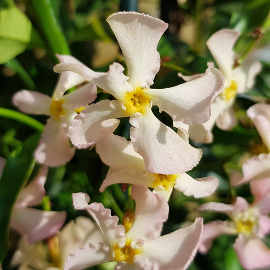 Toscaanse jasmijn 'Pink Showers'