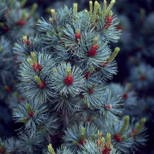 Japanese witte den - Pinus parviflora ‘negishi’ - Tuinplanten