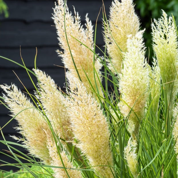 Pampasgras 'Tiny Pampa' - Cortaderia tiny pampa - Bakker