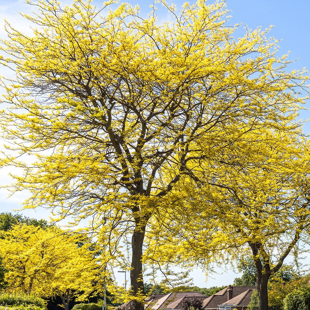 Valse Christusdoorn - Gleditsia triacanthos Sunburst - Bakker