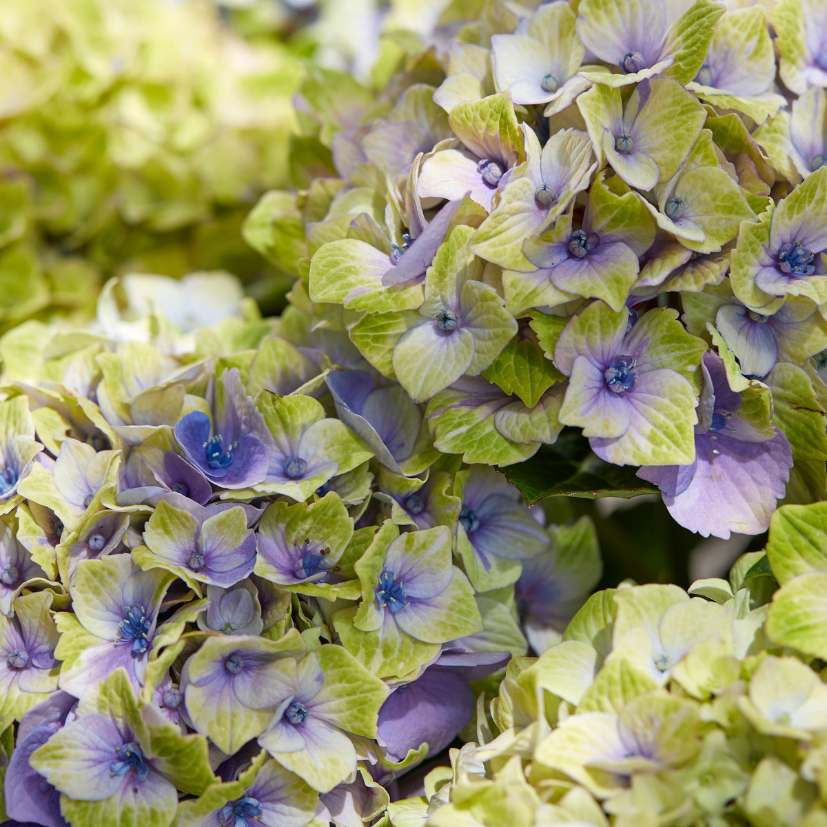 Hydrangea macrophylla 'jewel' - Boerenhortensia 'Jewel' Paars - Hortensia macrophylla
