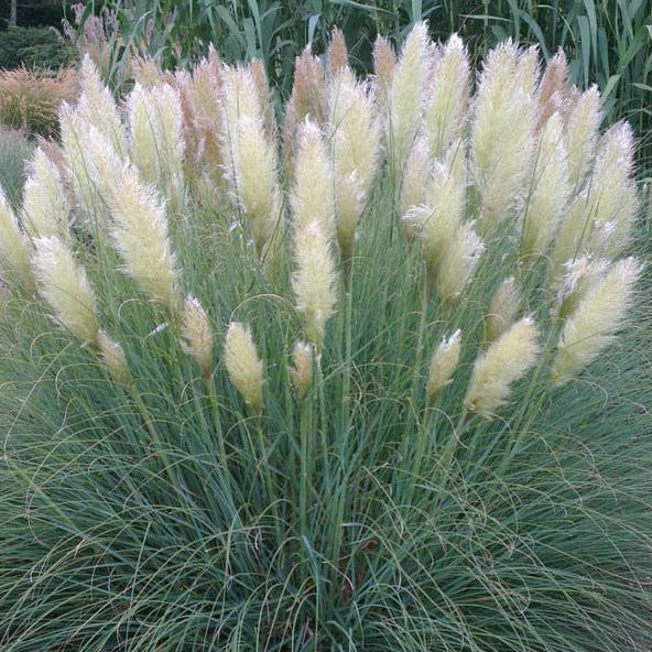 Pampasgras - Cortaderia - Pampasgras 'Pumila' - Cortaderia selloana pumila