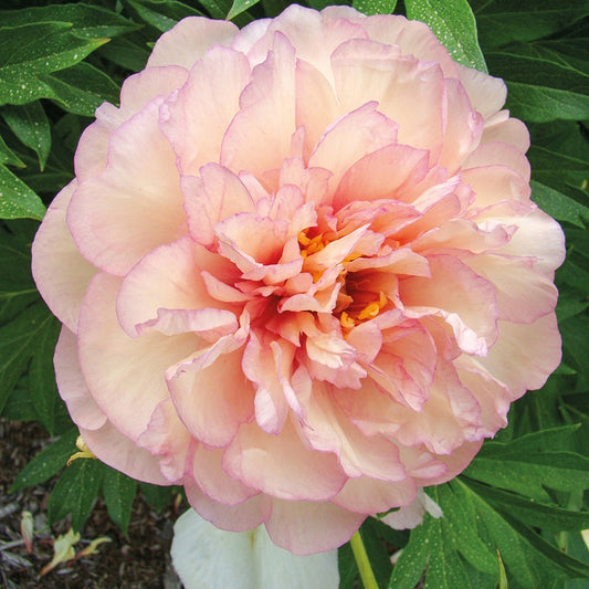 Pioenroos 'Itoh Scrumdiddlyumptious' - Paeonia itoh hybrid scrumdiddlyumptious - Tuinplanten