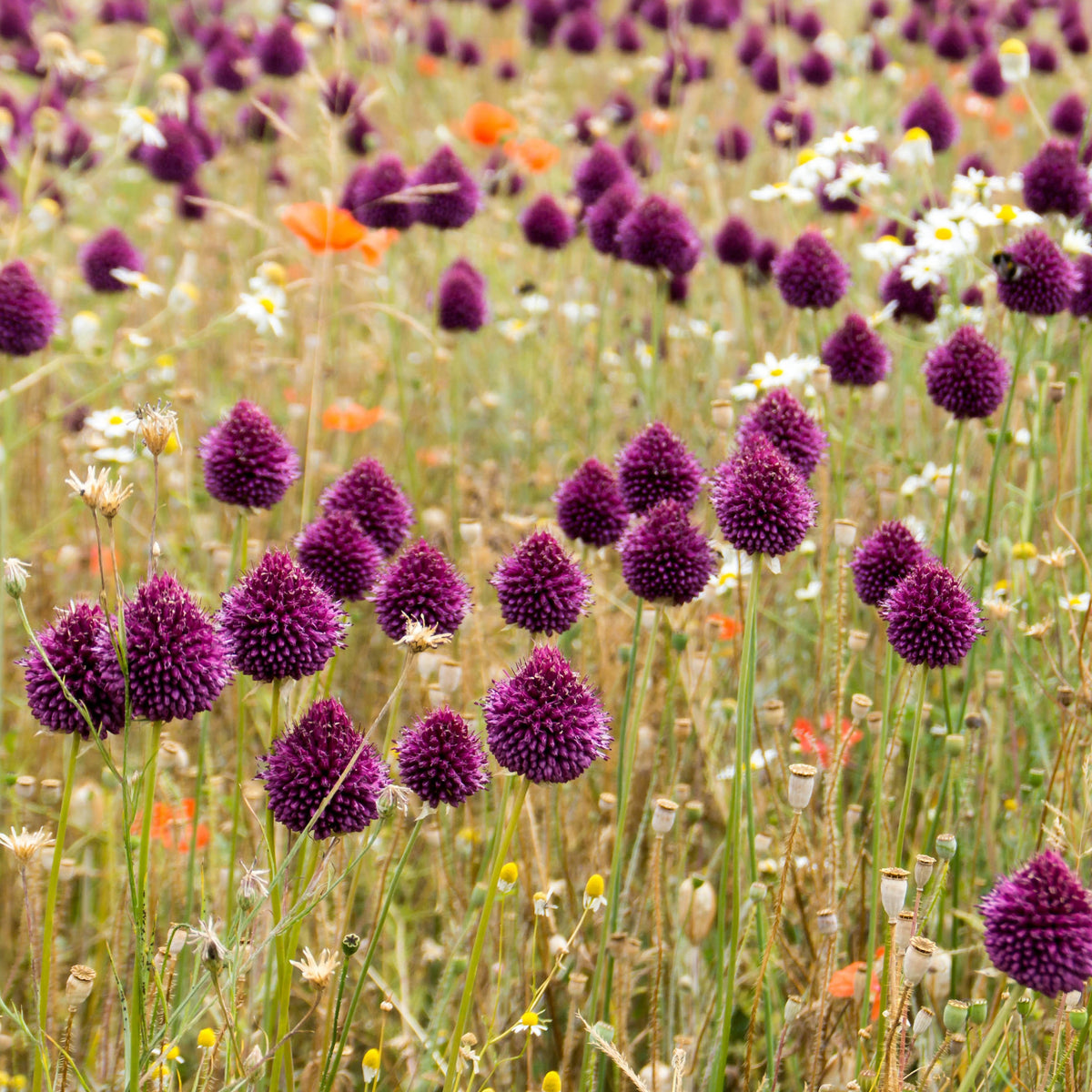 Kogellook (x25) - Allium sphaerocephalon - Bakker