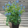 Helmbloem 'Blue Line' - Corydalis x blue line ® ‘couriblue’ - Bloeiende vaste tuinplanten