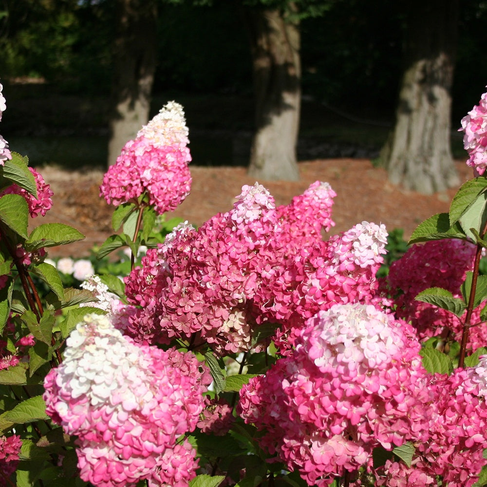 Pluimhortensia - Pluimhortensia 'Fraise Melba'® 'Renba' - Hydrangea paniculata fraise melba ® ‘renba’