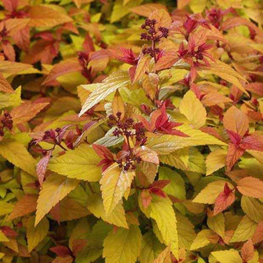 Spierstruik 'Hubert Gold' - Bakker
