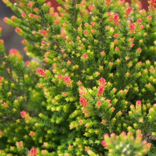 Struikheide 'Flamingo' - Bakker