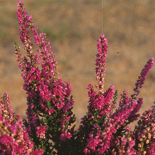 Calluna vulgaris darkness - Struikheide 'Darkness' - Heideplanten