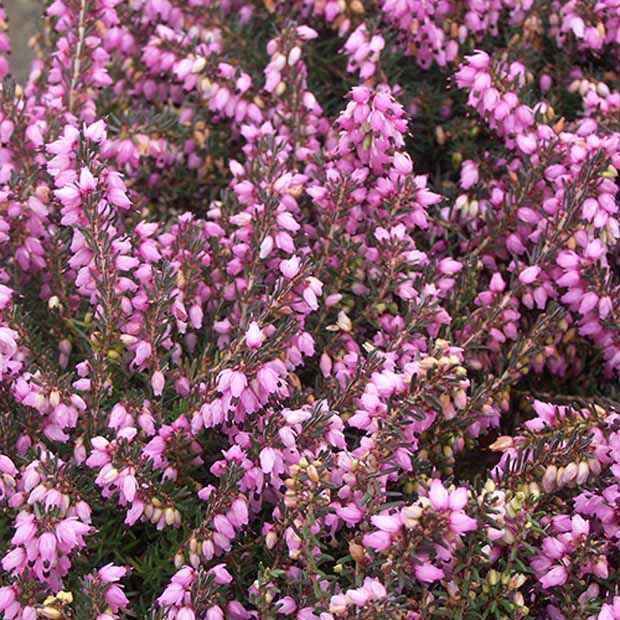 Winterheide 'Spring Surpise' - Bakker