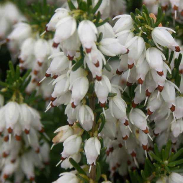 Winterheide 'Springwood White' - Bakker