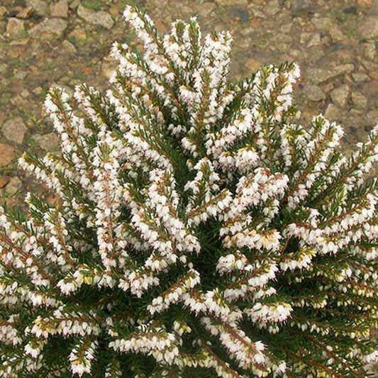 Winterheide 'White Glow' - Bakker