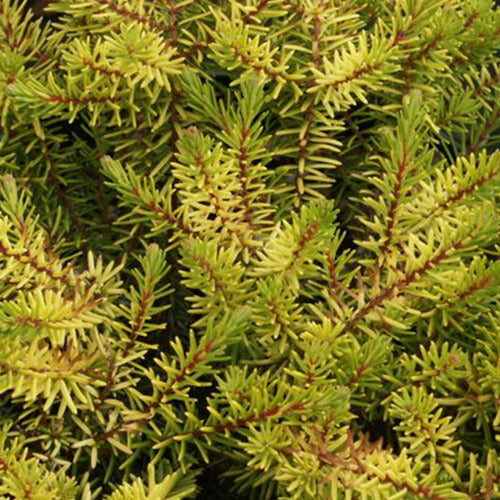 Winterheide 'Eva Gold' - Bakker