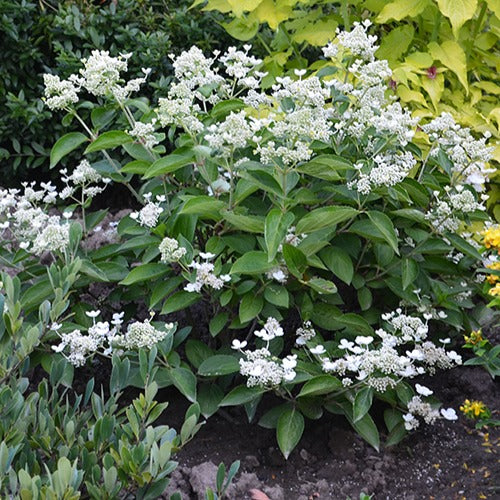 Hydrangea paniculata prim 'white ® 'dolprim' - Pluimhortensia Prim White® 'Dolprim' - Pluimhortensia