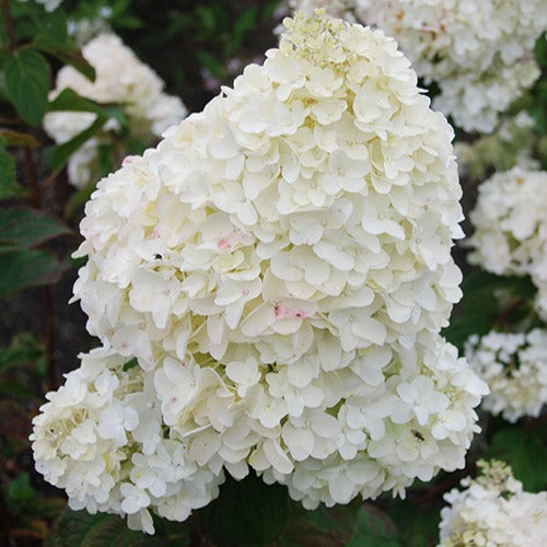 Pluimhortensia 'Dolly' - Hydrangea paniculata dolly - Bakker