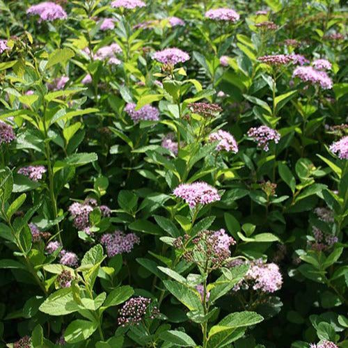Spierstruik 'Pink Sparkler'® - Bakker