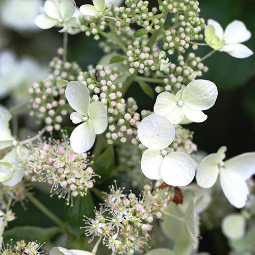Pluimhortensia 'White Lady' - Hydrangea paniculata White Lady - Bakker
