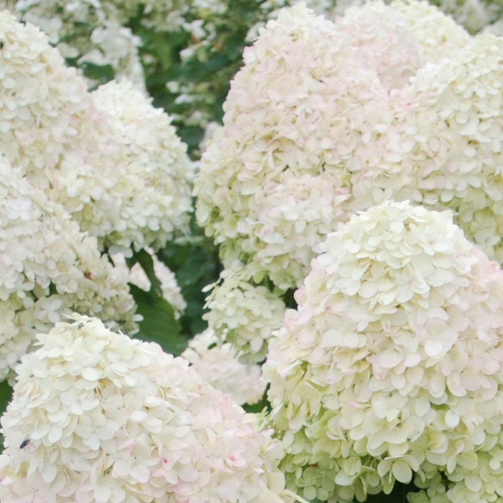 Hydrangea paniculata phantom - Pluimhortensia 'Phantom' - Pluimhortensia