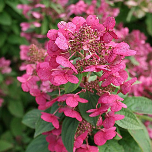 Pluimhortensia Magical® 'Fire' - Hydrangea paniculata magical fire - Bakker