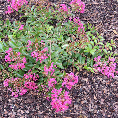 Indische sering 'Indica Mimie'® - Bakker