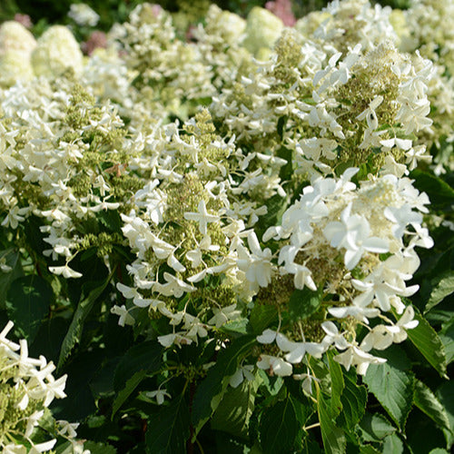 Pluimhortensia 'Levana' - Bakker