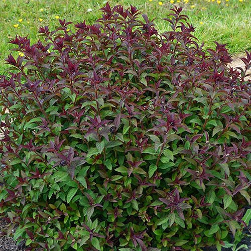 Spierstruik 'Merlo® Green' - Bakker