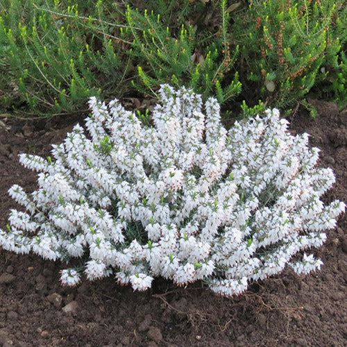 Winterheide 'Snowbelle' - Erica carnea snowbelle - Heesters en vaste planten