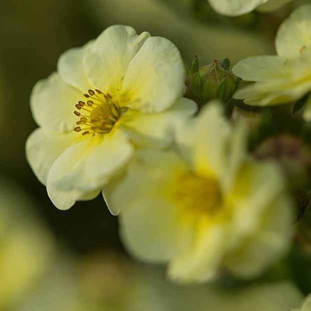 Bloeiende vaste planten - Ganzerik 'Lemon Meringue' - Potentilla fruticosa lemon meringue