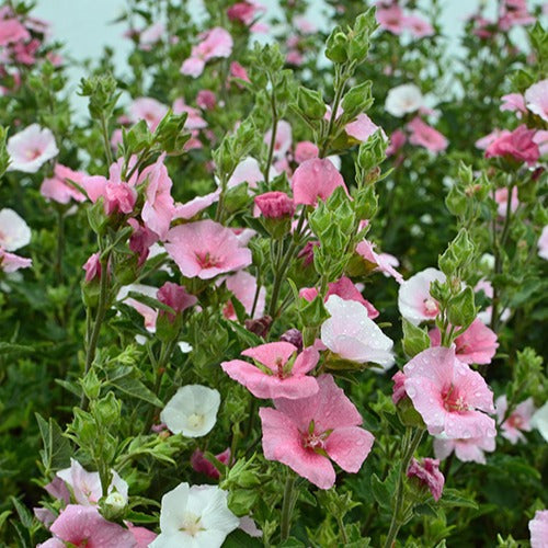 Lavatera 'Song Bird' - Lavatera song bird - Bakker
