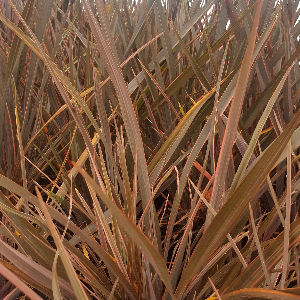 Nieuw Zeelands vlas 'Rainbow Queen' - Phormium 'rainbow queen' - Bakker