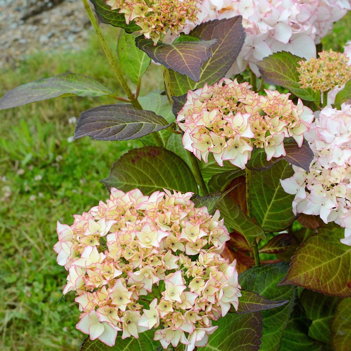 Boerenhortensia 'Dolce® France' - Bakker