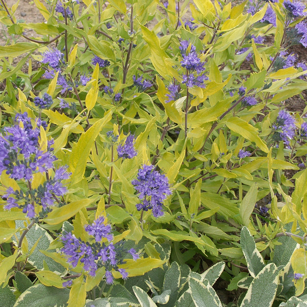 Blauwe spirea 'Worcester Gold' - Caryopteris clandonensis worcester gold - Bakker