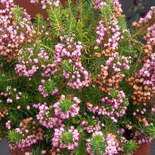 Zwerfheide 'St. Keverne' - Bakker