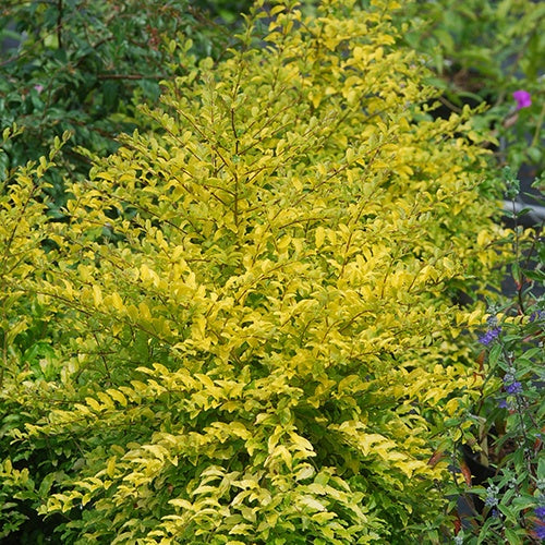 Chinese liguster 'Sunshine' - Ligustrum sinense sunshine