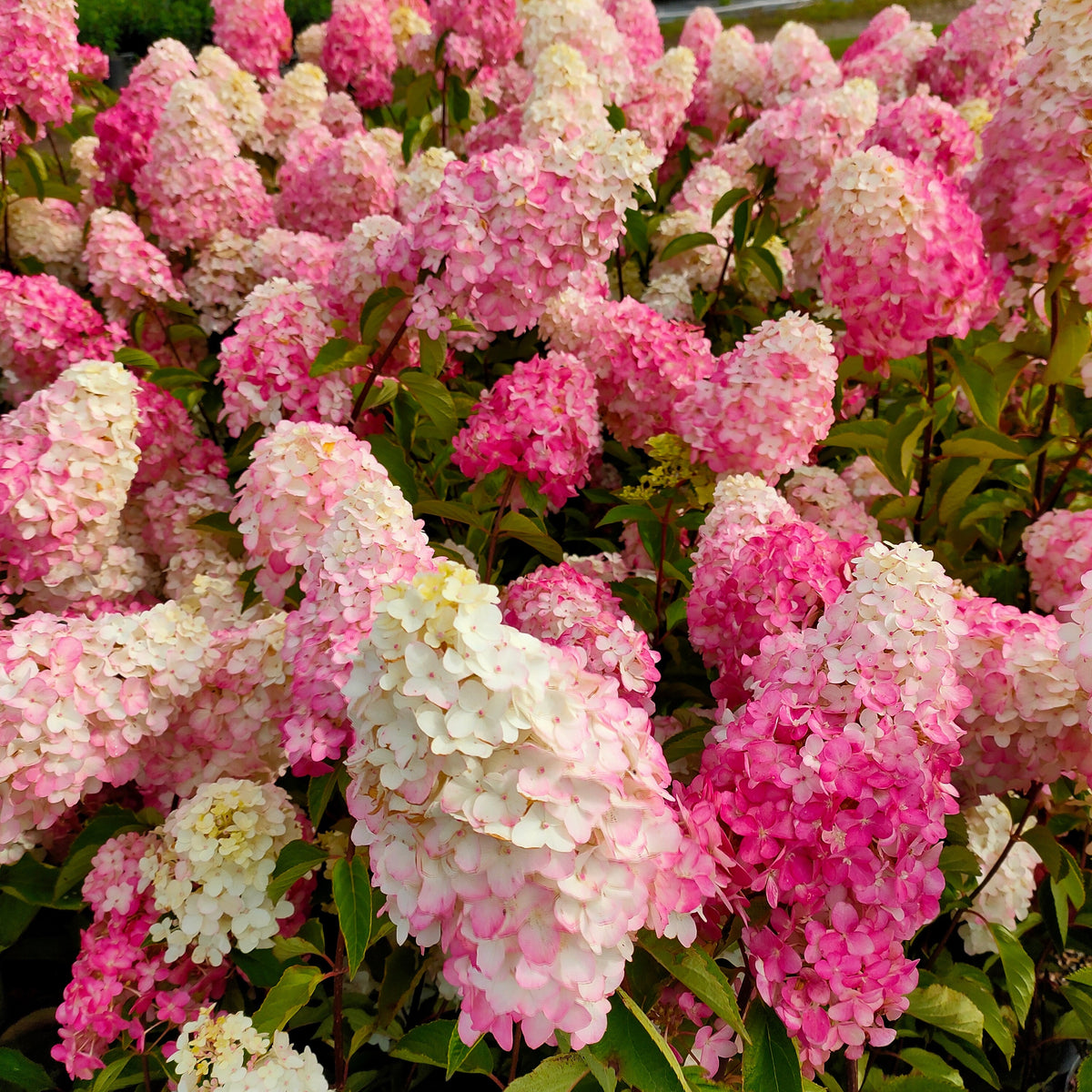 Pluimhortensia 'Fraise Melba'® 'Renba' - Hydrangea paniculata fraise melba ® ‘renba’ - Bakker
