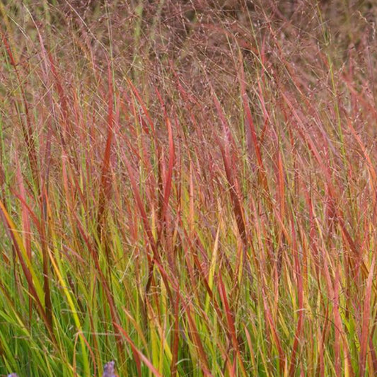 Vingergras 'Rehbraum' - Bakker