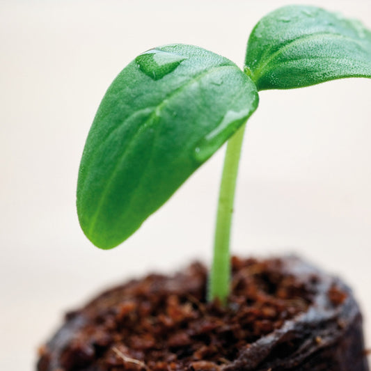 Kokosnoot zuigtabletten gedehydrateerd - Bakker