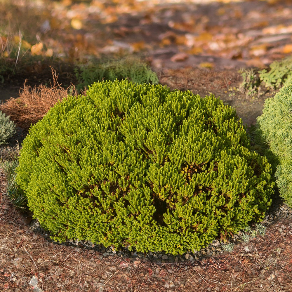 Hebe Emerald Green - Struik veronica 'Emerald Green' - Balkon- en terrasplanten
