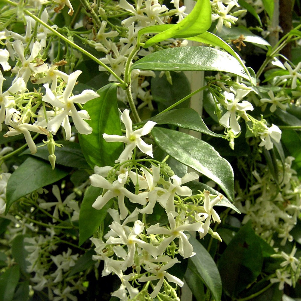 Toscaanse jasmijn - Trachelospermum jasminoïdes - Klimplanten